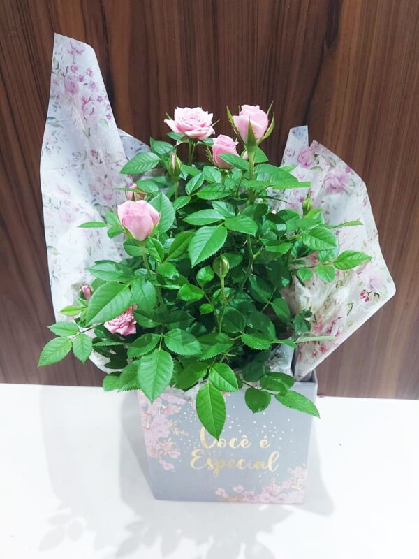 Kit Roseira - Imagem 5