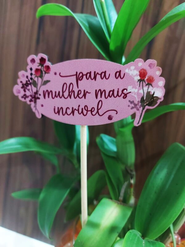 Kit Orquídea Denphal - Imagem 4