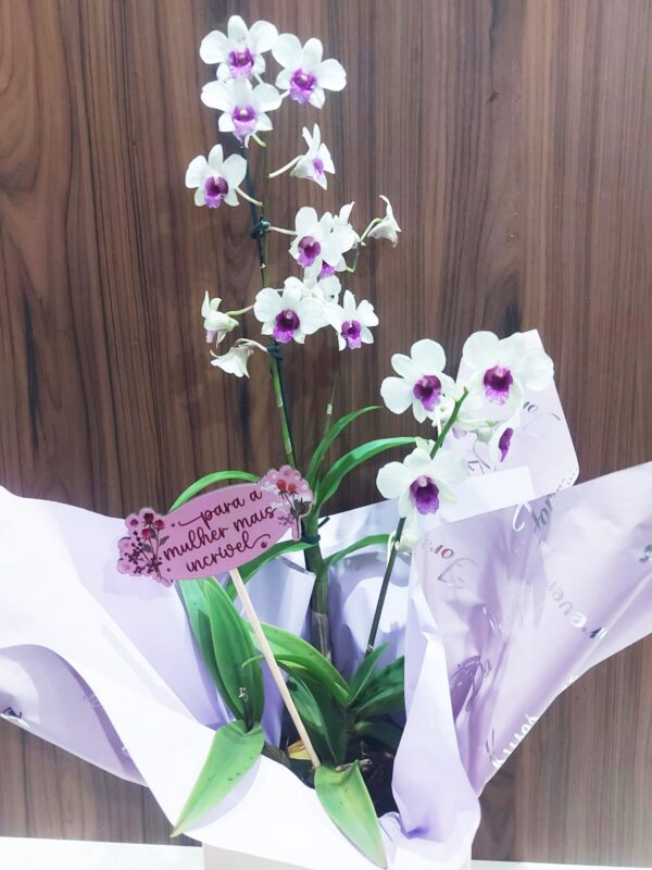 Kit Orquídea Denphal - Imagem 2