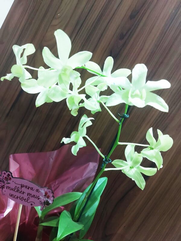 Kit Orquídea Denphal - Imagem 5