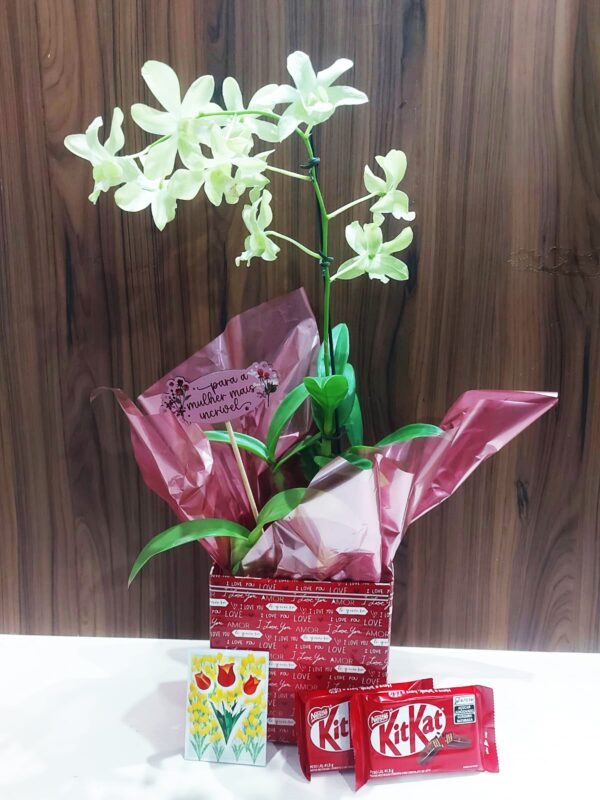 Kit Orquídea Denphal - Imagem 6