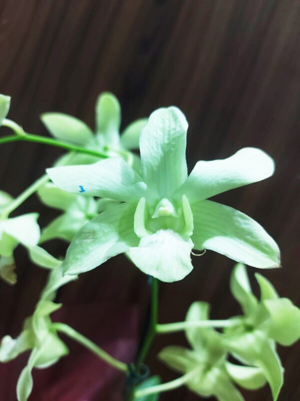 Kit Orquídea Denphal - Imagem 7