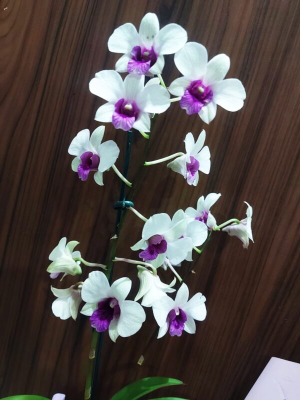 Kit Orquídea Denphal - Imagem 3