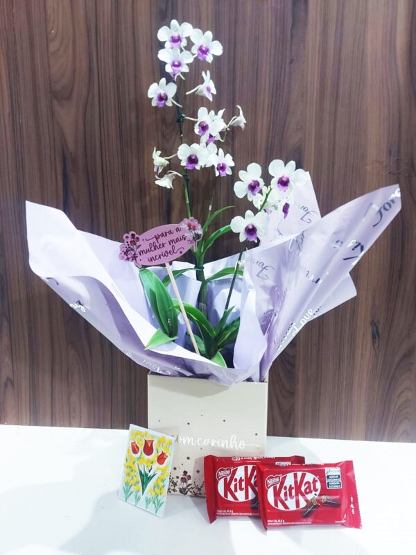 Kit Orquídea Denphal