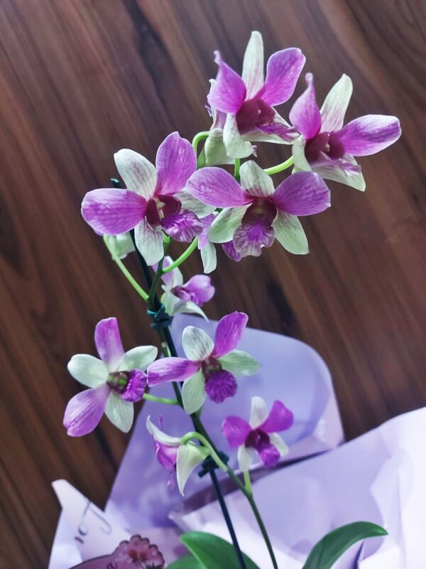 Kit Orquídea Denphal - Imagem 11