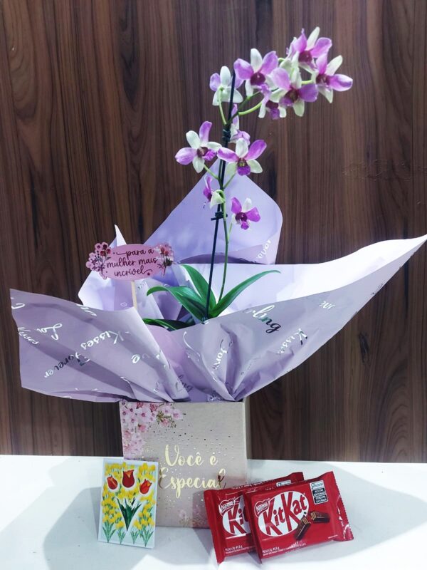 Kit Orquídea Denphal - Imagem 12