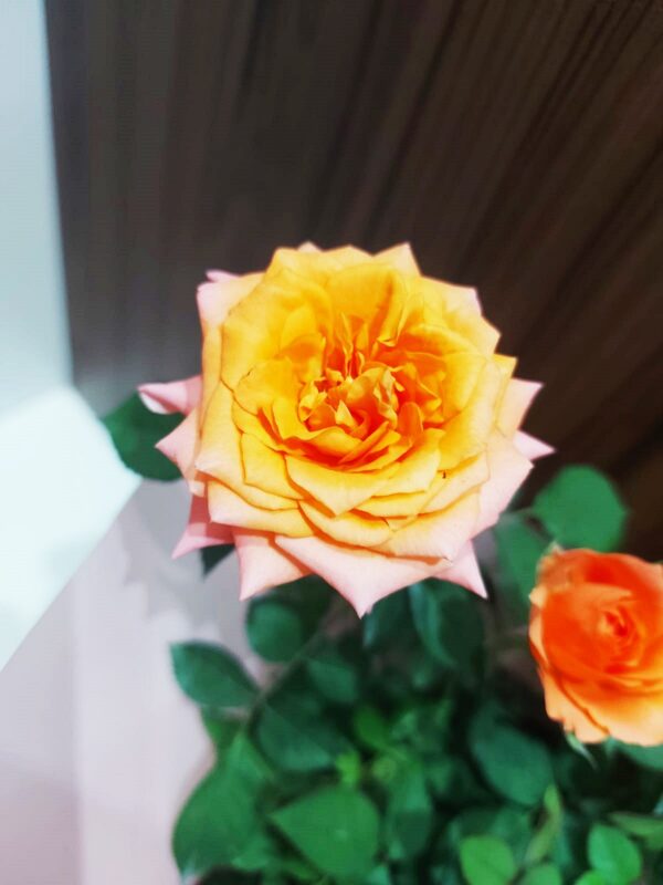 Kit Roseira - Imagem 8