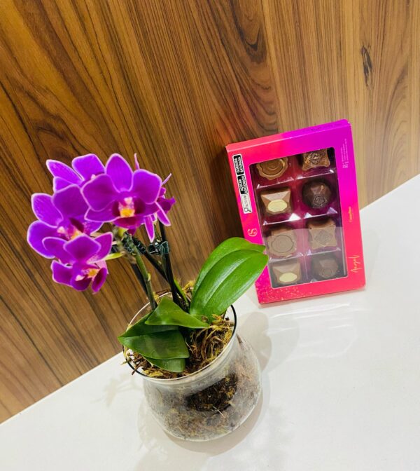 Kit Mini Orquidea - Image 2