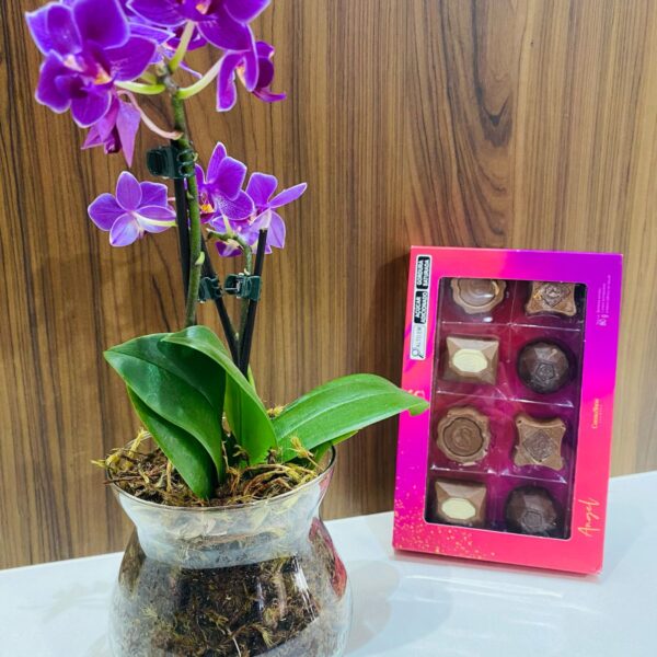 Kit Mini Orquidea