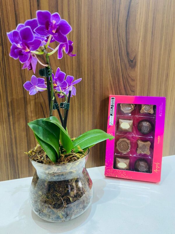 Kit Mini Orquidea