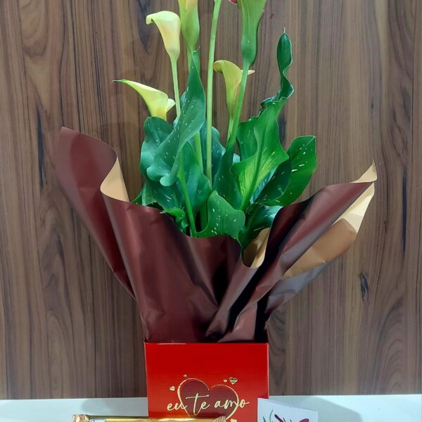 Kit Calla + Alpino