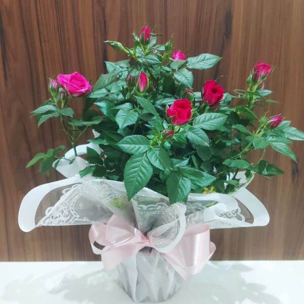 Roseiras