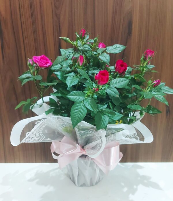 Roseiras