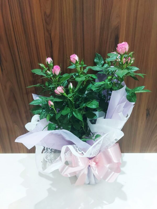 Roseiras - Imagem 2