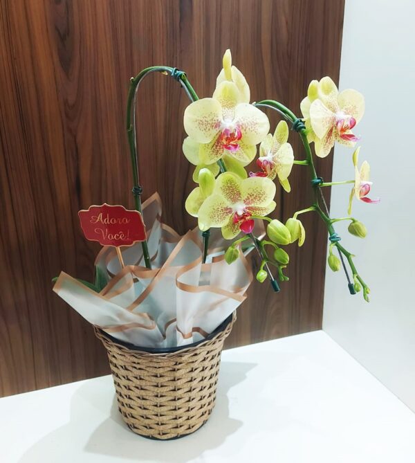 Orquídeas Especiais - Imagem 8