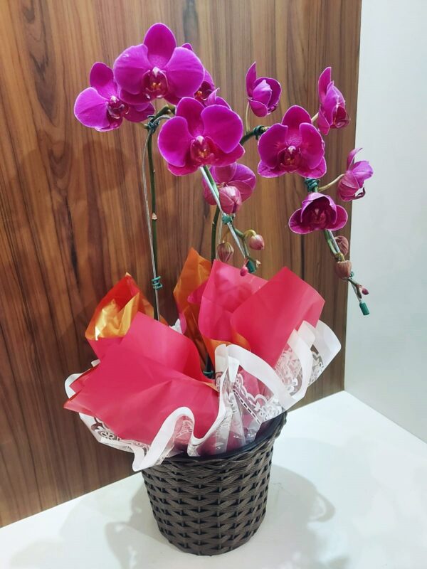 Orquídeas Especiais - Imagem 9