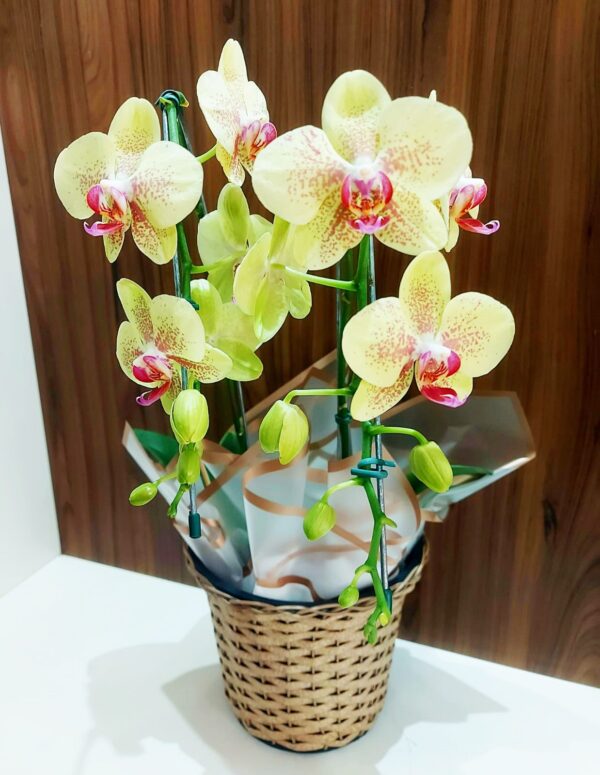 Orquídeas Especiais - Imagem 7