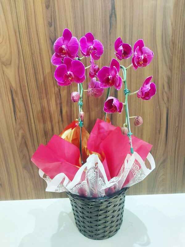 Orquídeas Especiais - Imagem 6