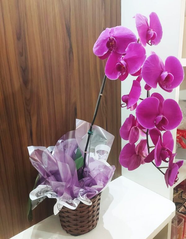 Orquídeas Especiais - Imagem 2