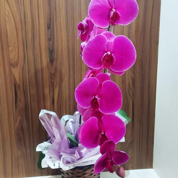 Orquídeas Especiais
