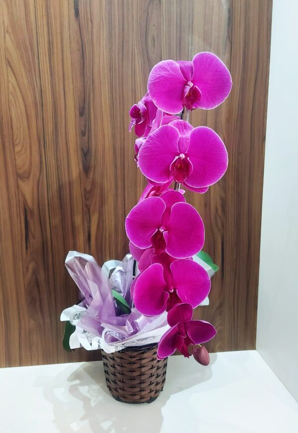 Orquídeas Especiais