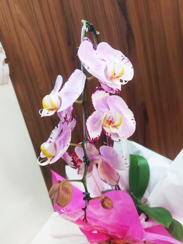Orquídeas Cascatas - Imagem 2