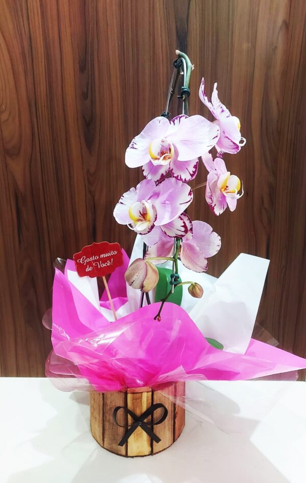 Orquídeas Cascatas - Imagem 3