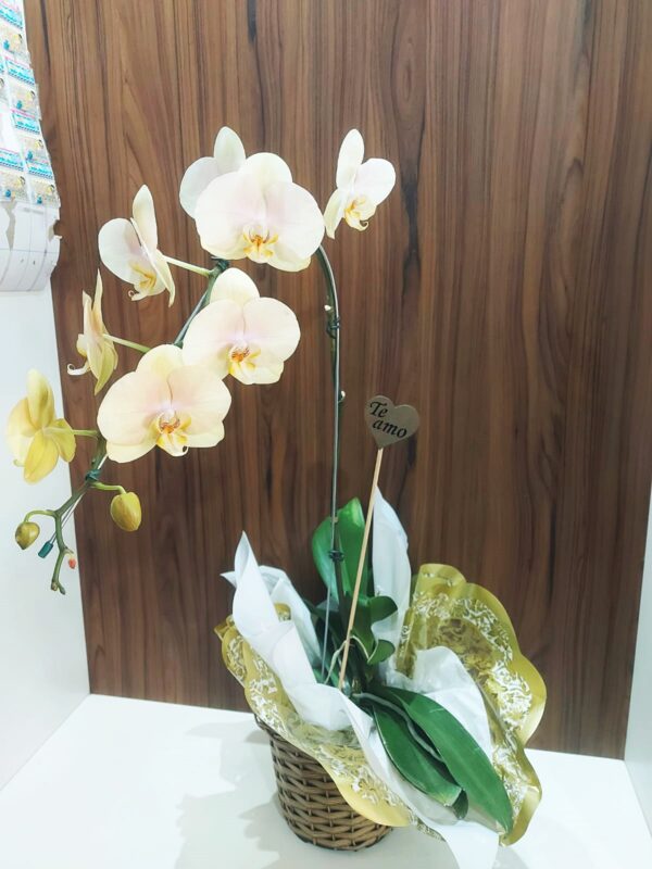 Orquídeas Especiais - Imagem 4