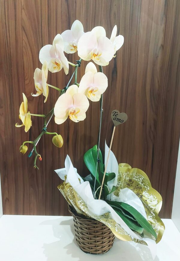 Orquídeas Especiais - Imagem 3