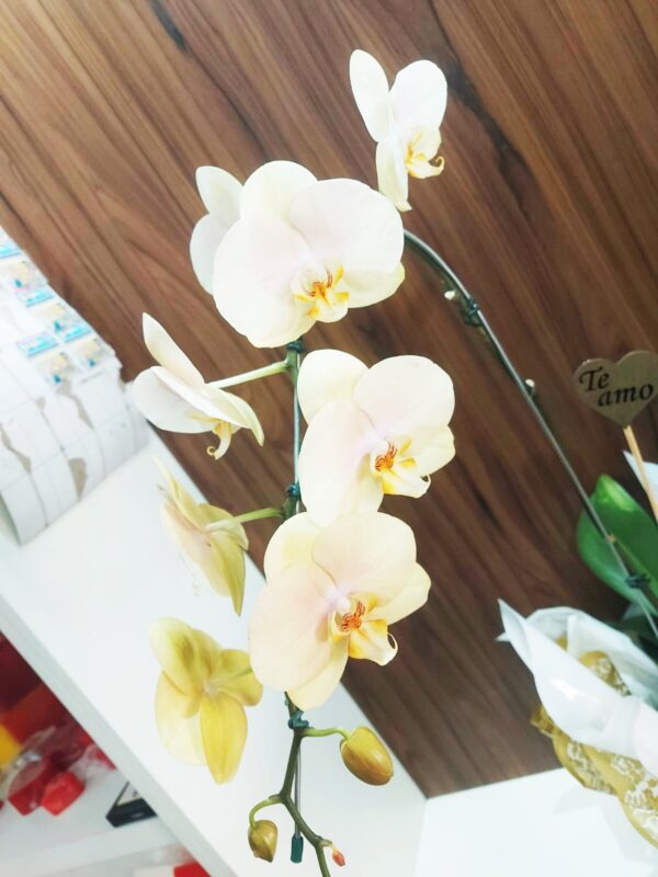 Orquídeas Especiais - Imagem 5
