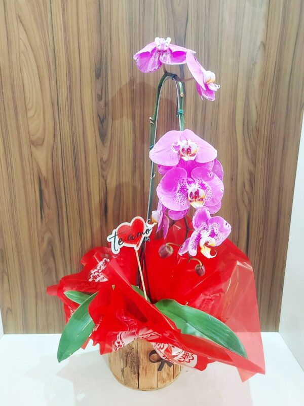 Orquídeas Cascatas - Imagem 4