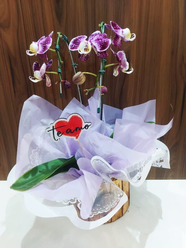 Orquídeas Cascatas