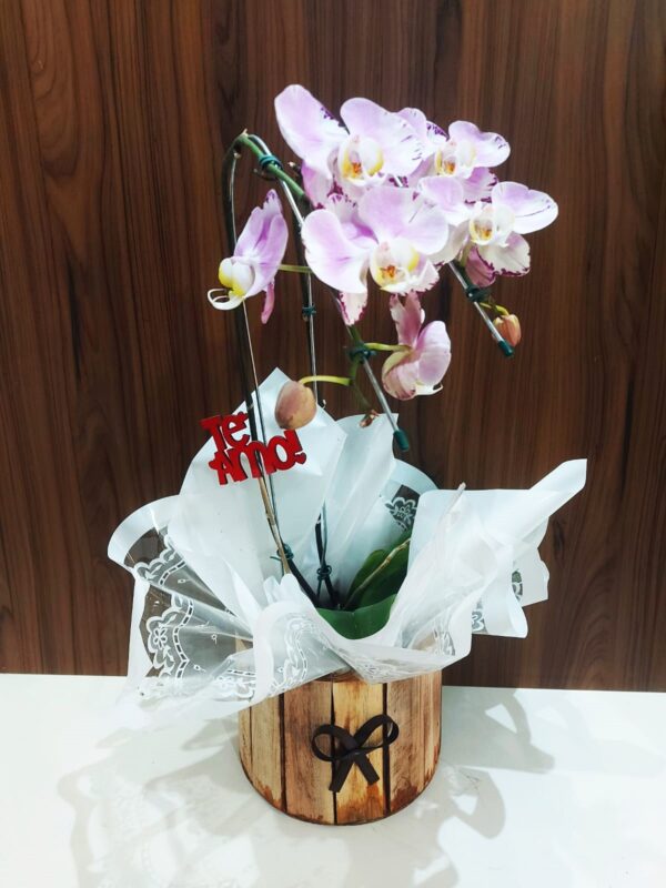 Orquídeas Cascatas - Imagem 7