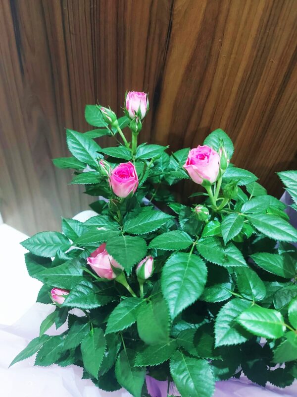 Roseiras - Imagem 3
