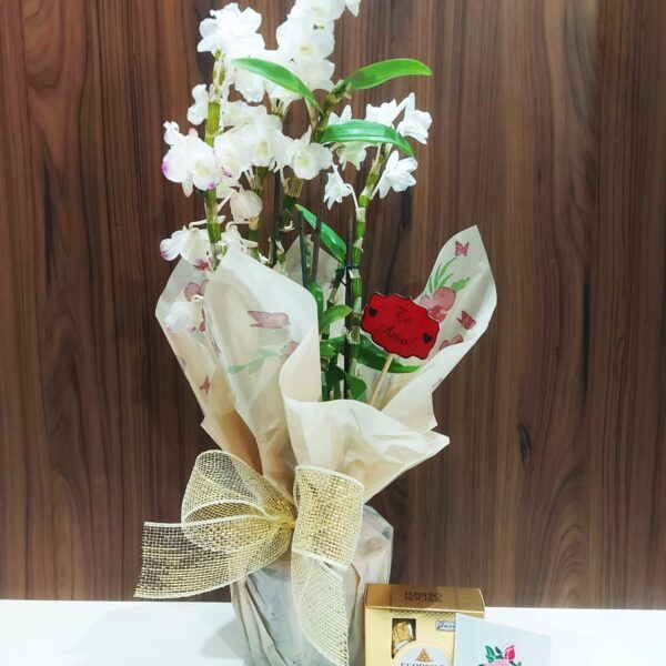 Kit Orquídea Denphal