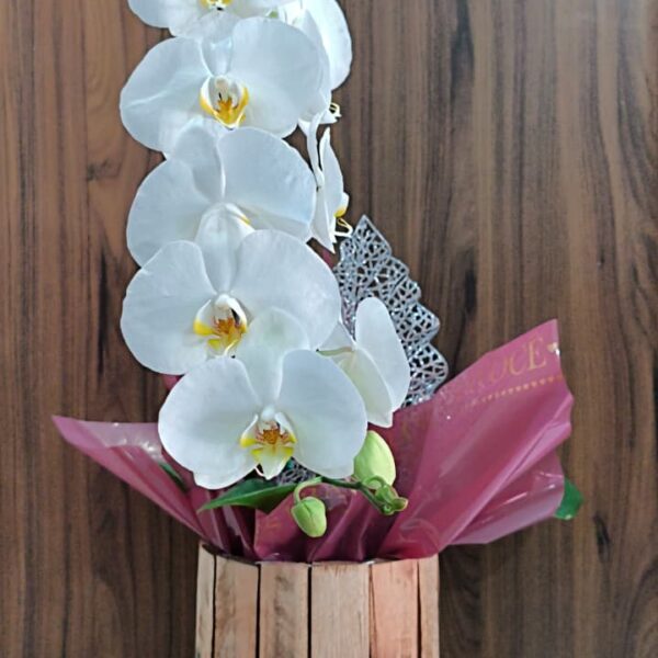 Orquídea Cascata Branca