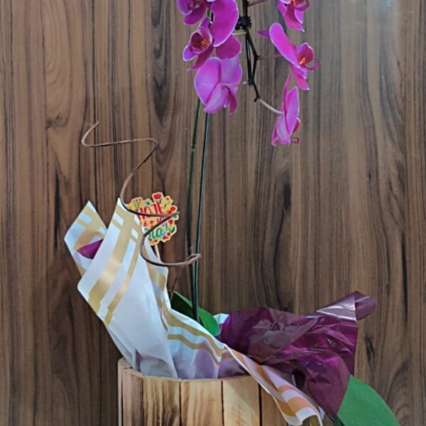 Orquídea Cascata Lilás