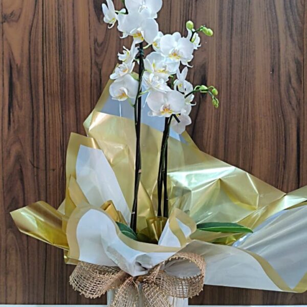 Mini Orquídea Branca