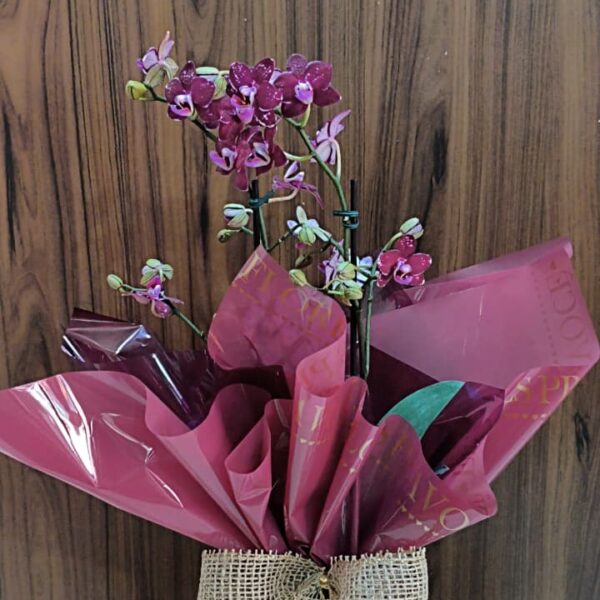 Mini Orquídea Lilás