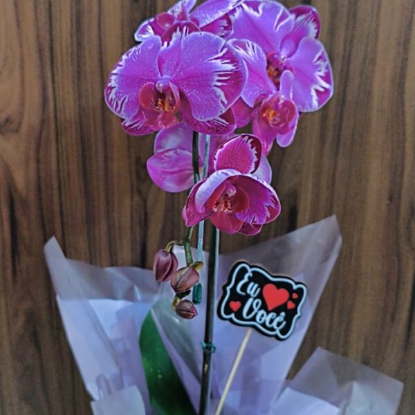 Orquídea Cascata Mesclada