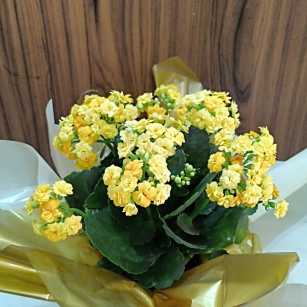 Kalandiva Amarela p15