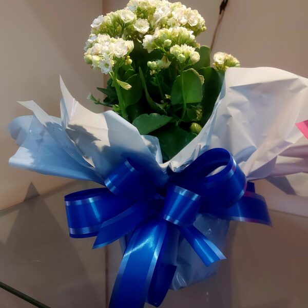 Kalandivas Premium (G)