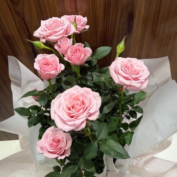 Roseiras