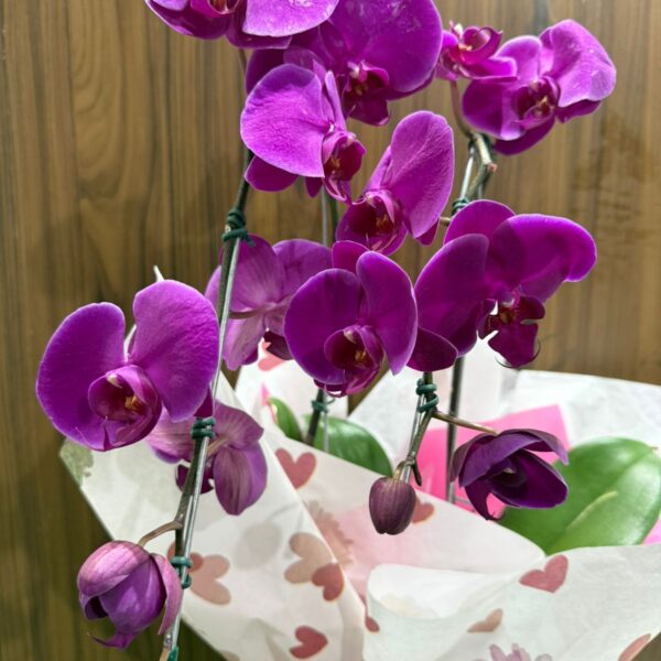 Orquídea Cascata