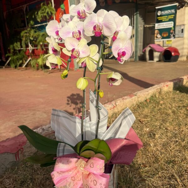 Orquídea Cascata