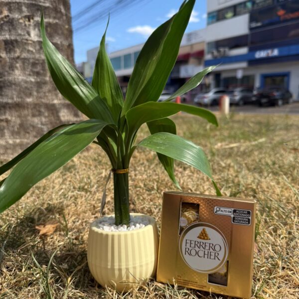Kit Bambu + Ferrero 4 uni