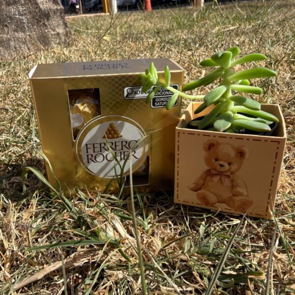 Kit Suculenta + Ferrero 4 uni