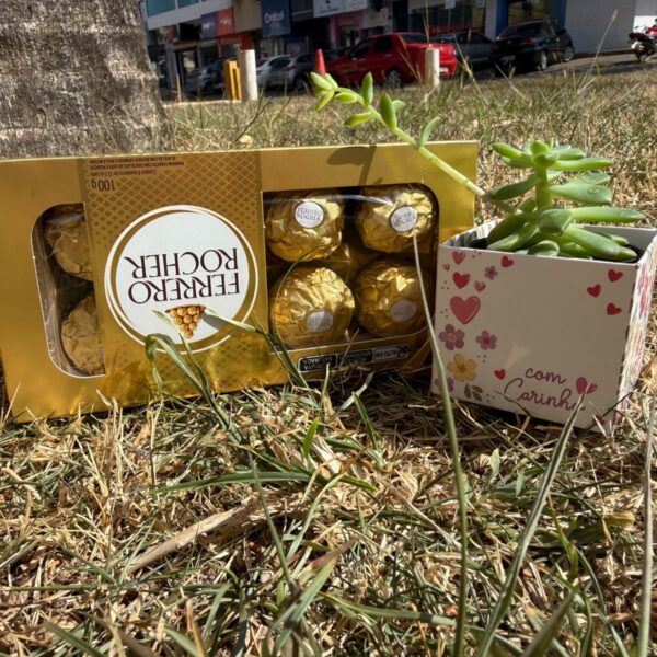Kit Suculenta + Ferrero M