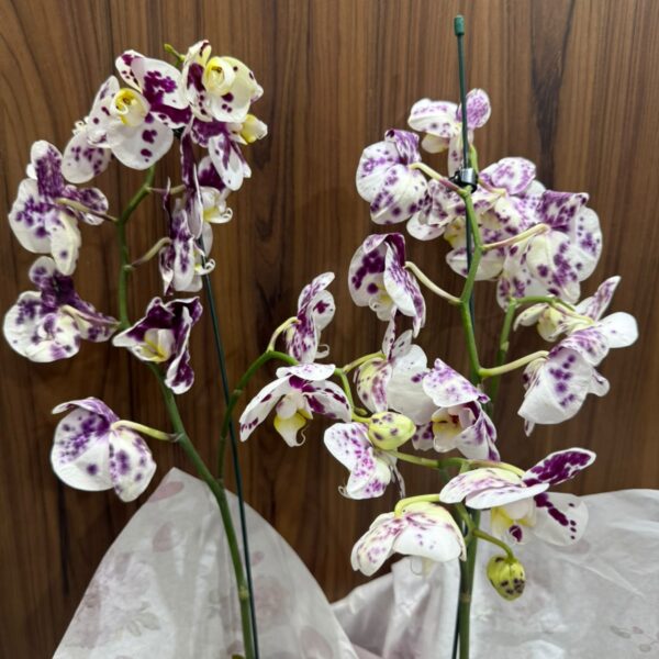 Orquídeas
